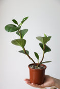 Load image into Gallery viewer, Rubber plant Peperomia (Obtusifolia)
