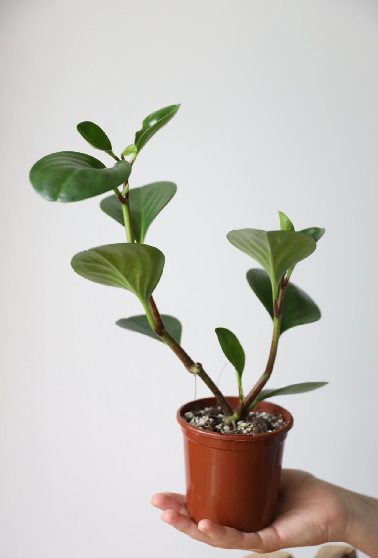 Rubber plant Peperomia (Obtusifolia)