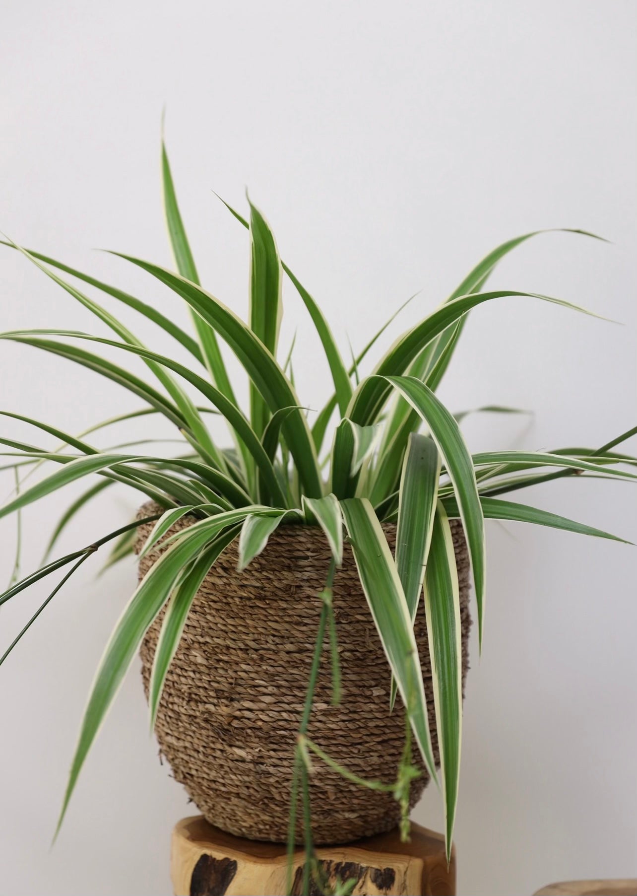 Hanging spider plant