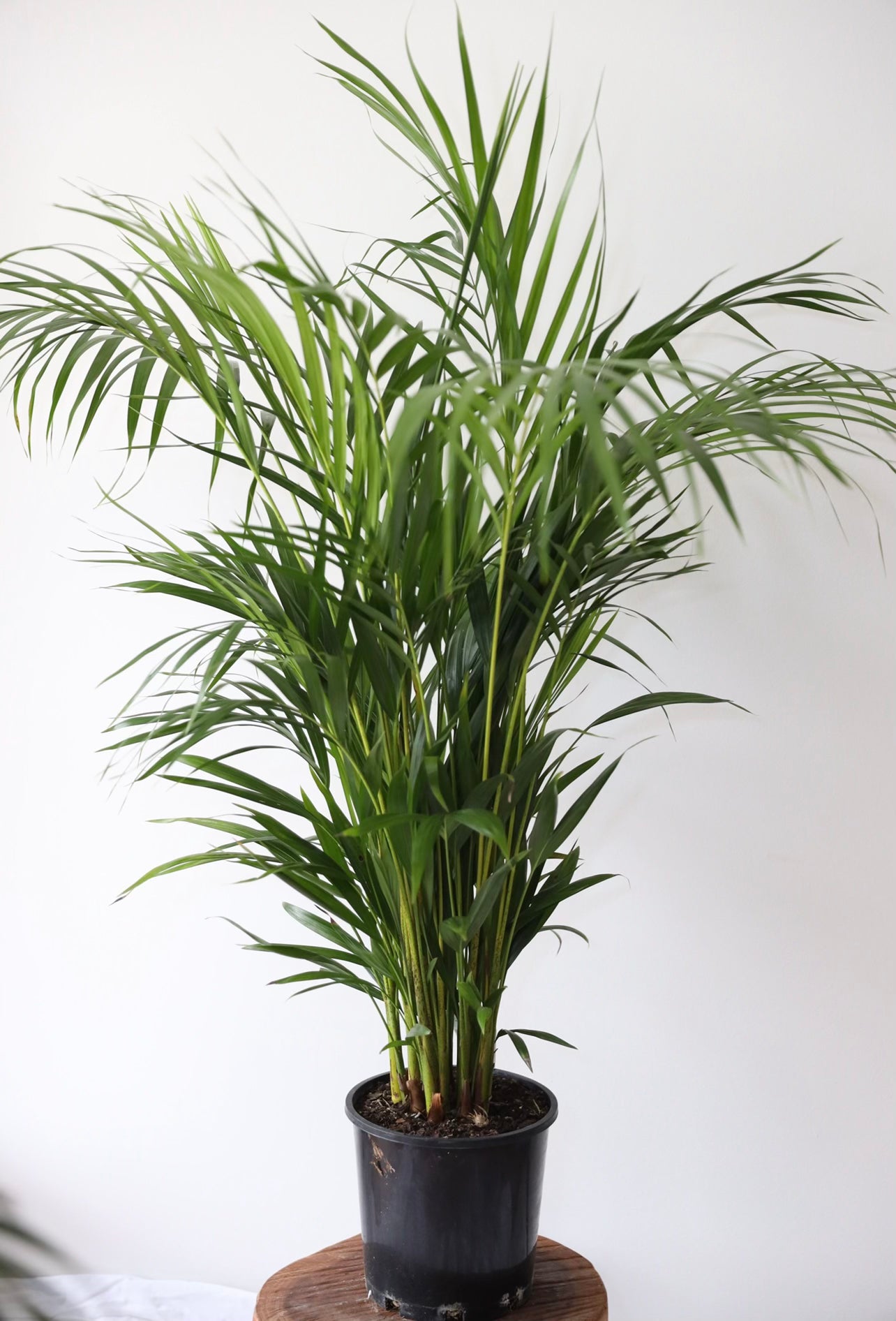The Golden Cane Palm Plant (Dypsis Lutescens)