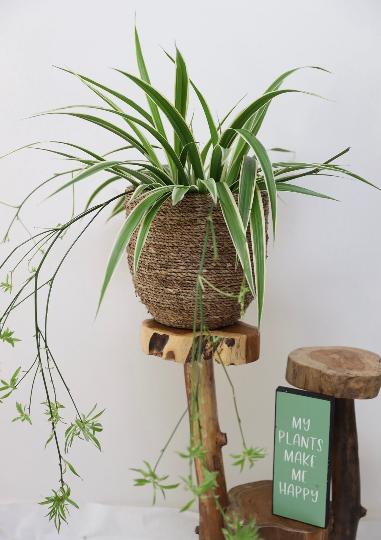 Hanging spider plant