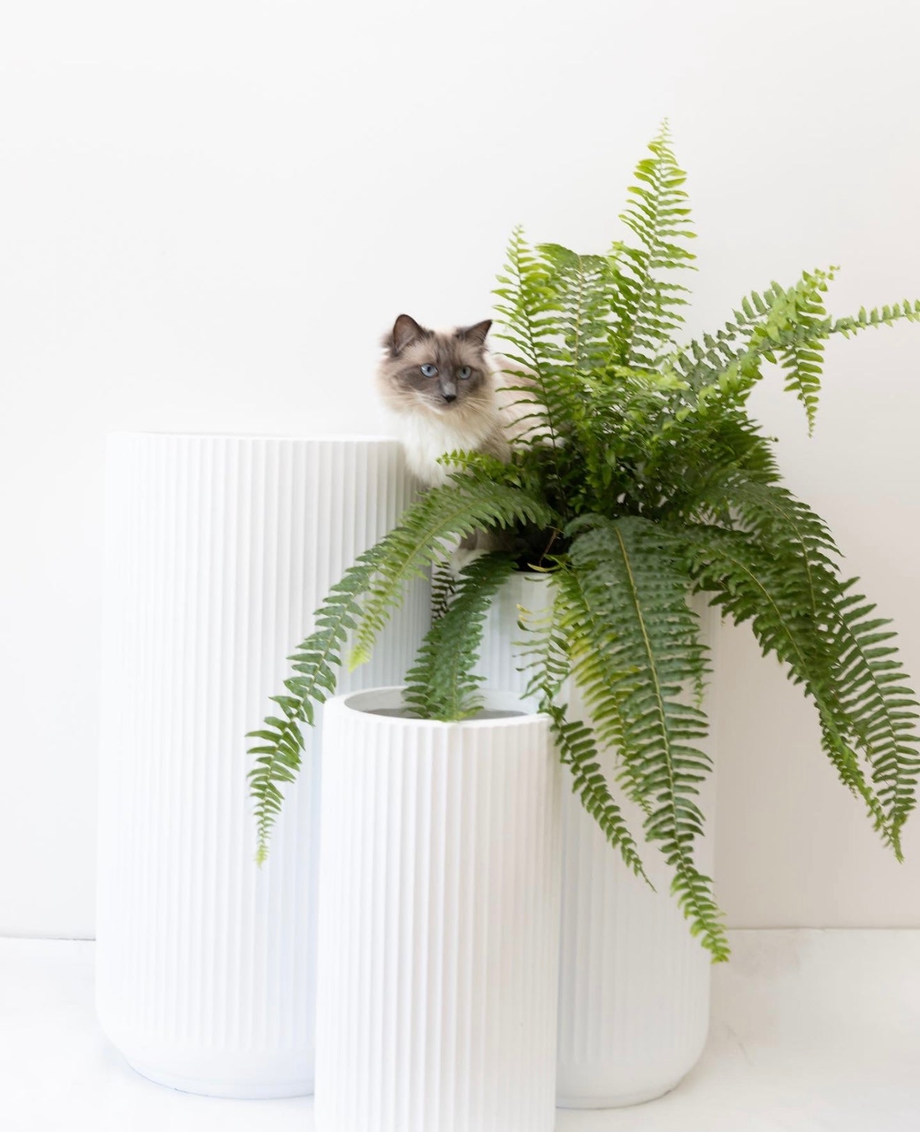 White tall corrugated U pot - Large