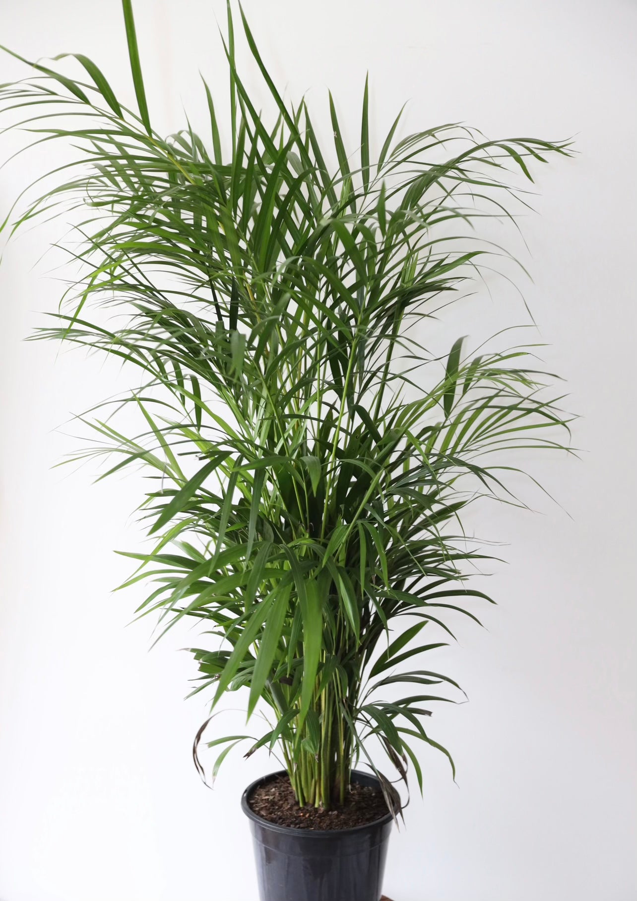 The Golden Cane Palm Plant (Dypsis Lutescens)