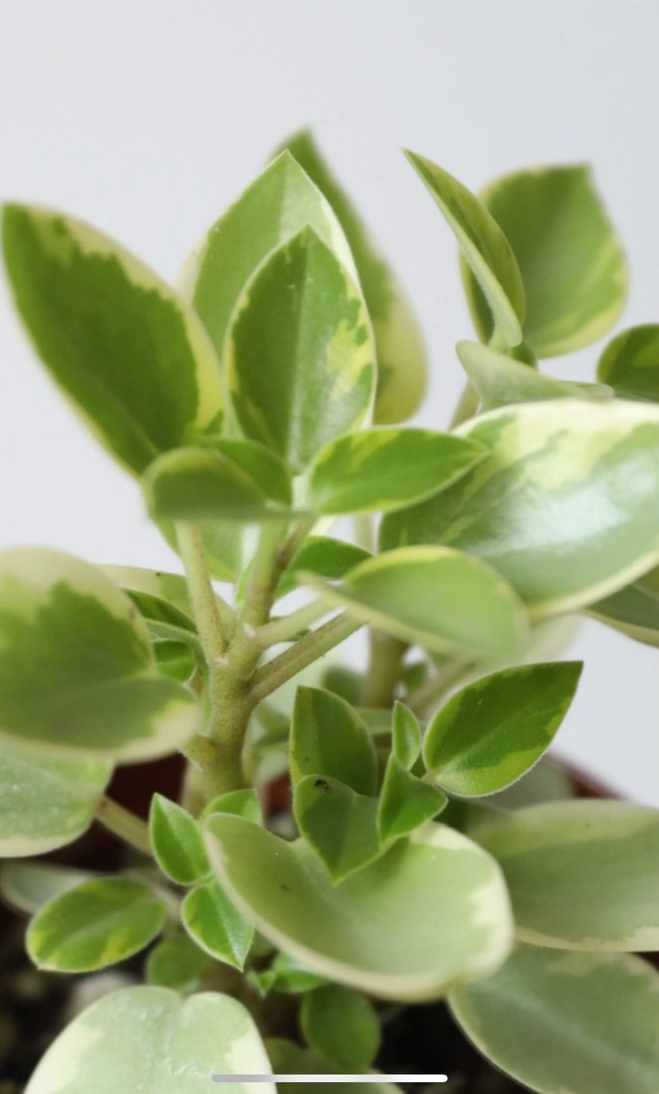 pixie plant succulent Peperomia pixie – Leafy Paw