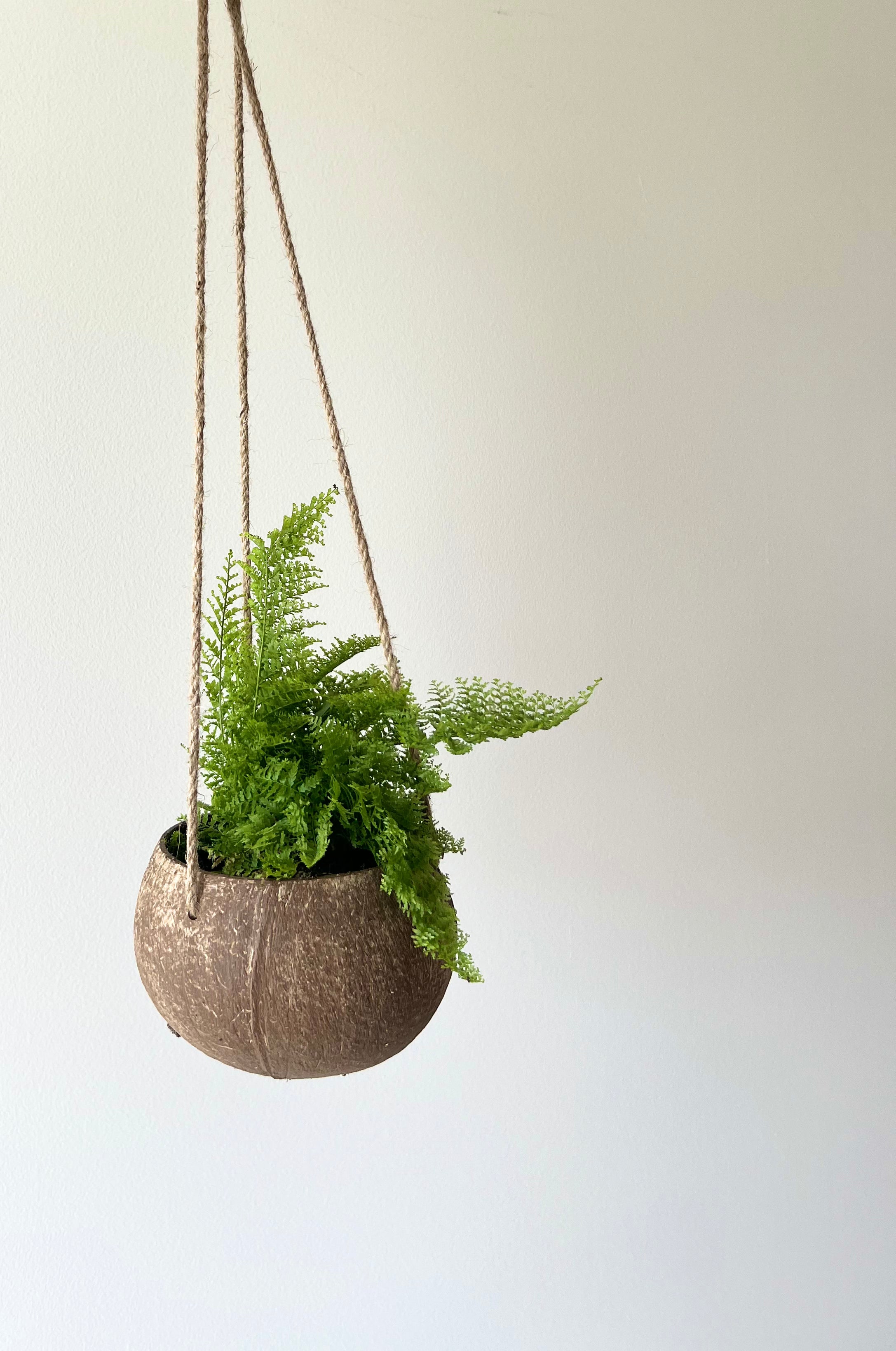 Coconut hanger with cotton candy fern