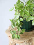 Load image into Gallery viewer, Peperomia pixie
