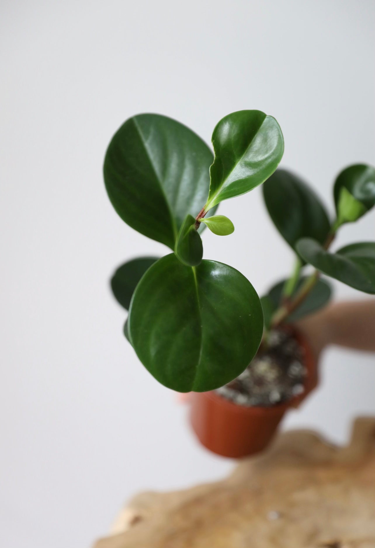 Rubber plant Peperomia (Obtusifolia)