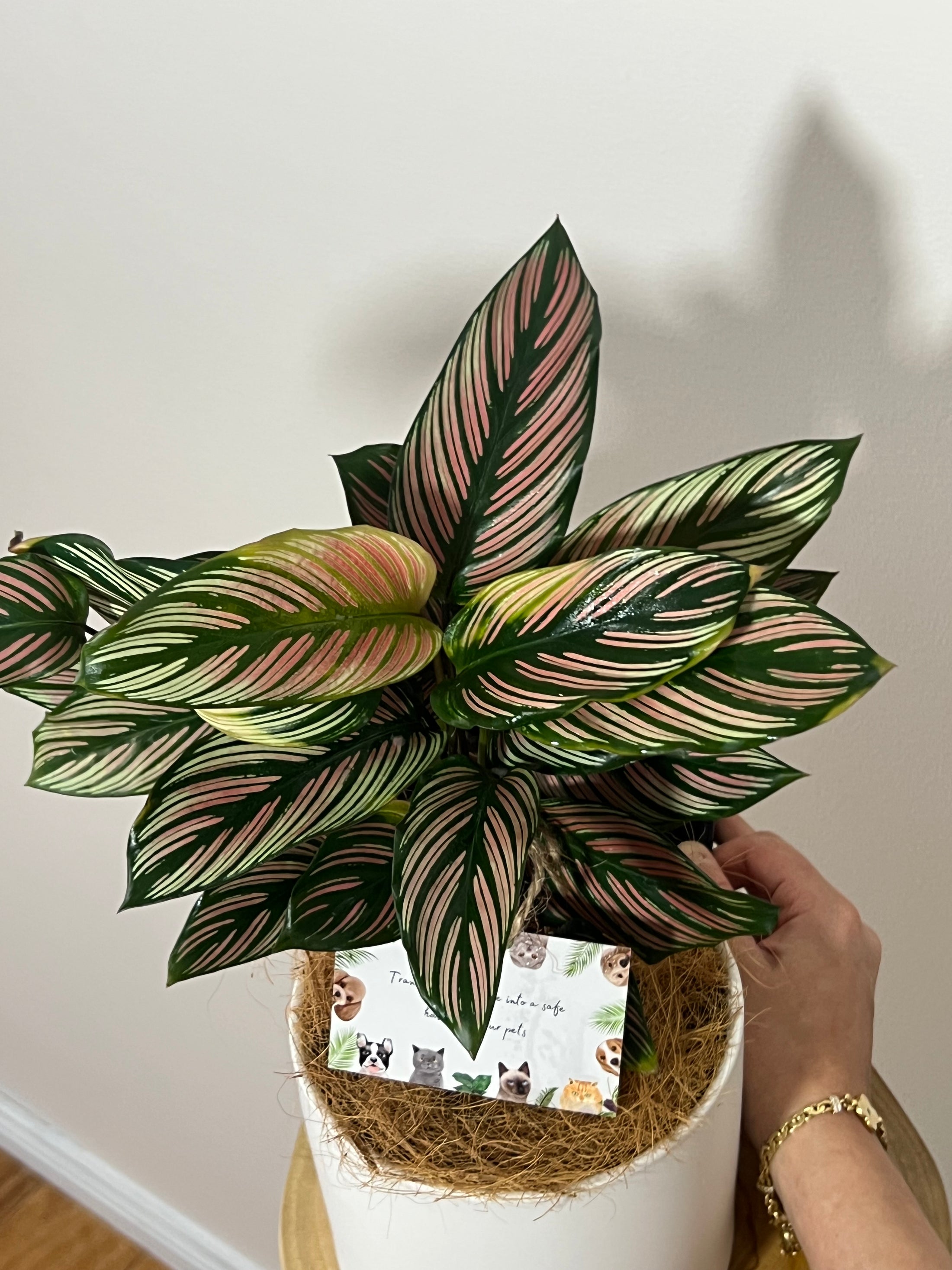 Calathea ‘ majestic’ white star