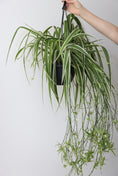 Load image into Gallery viewer, Hanging spider plant
