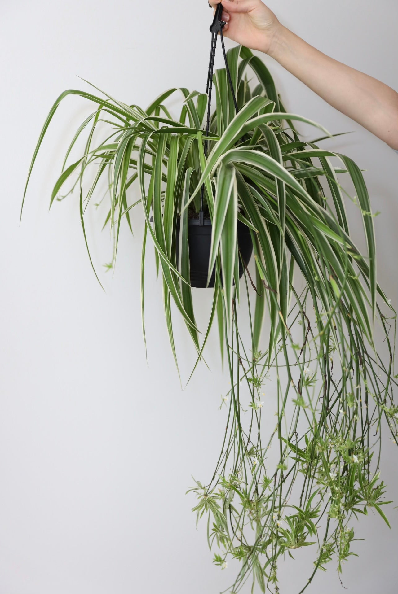 Hanging spider plant