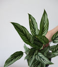 Load image into Gallery viewer, Calathea Eleptica Vitata
