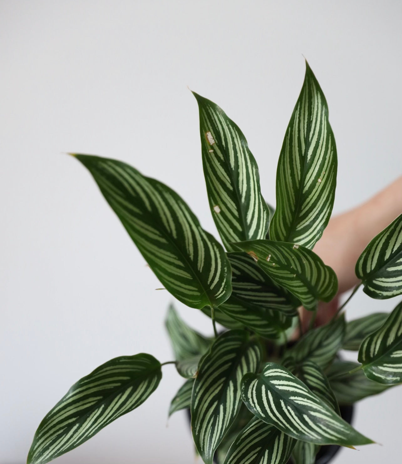 Calathea Eleptica Vitata