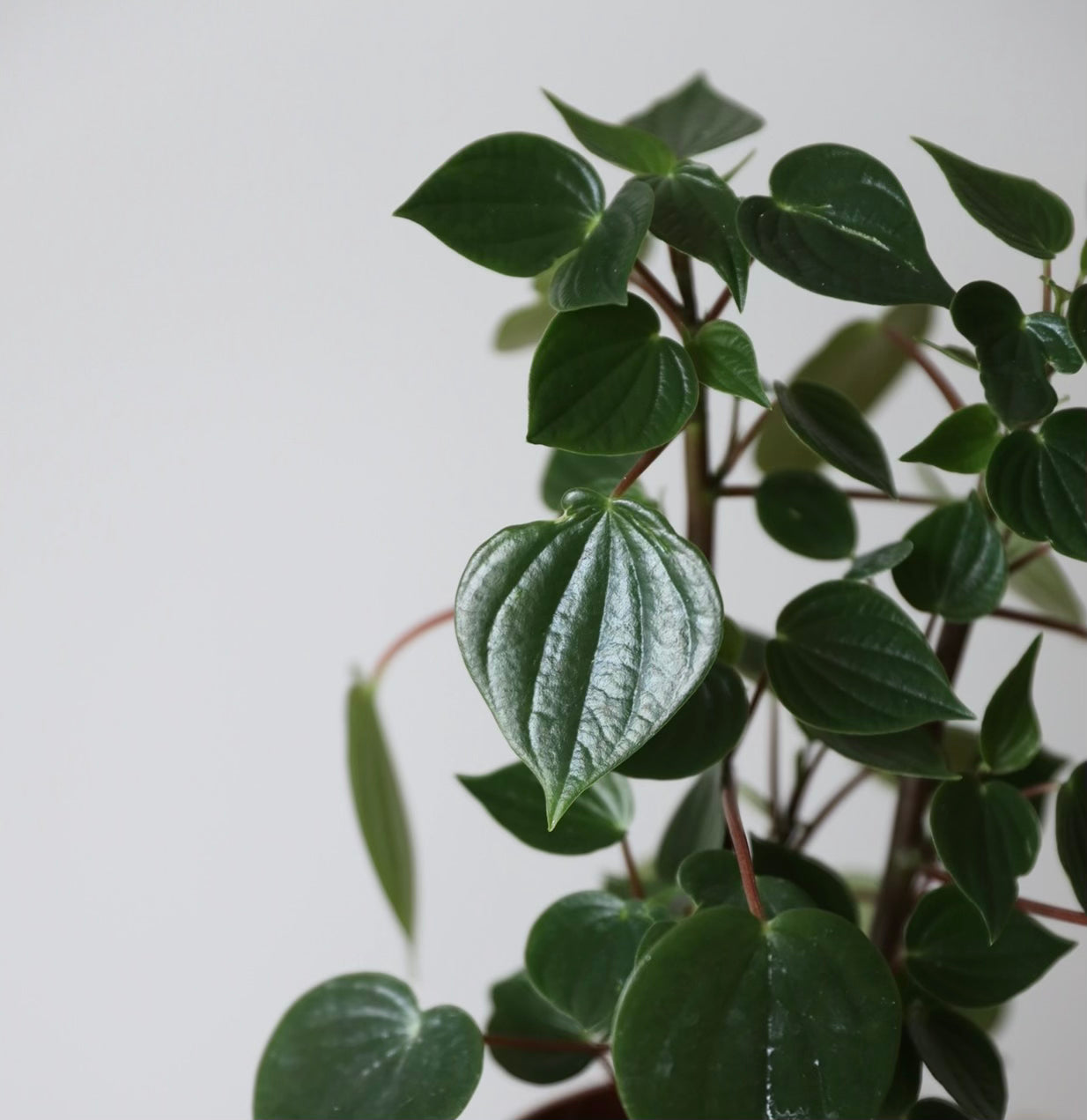 Peperomia Meridiana