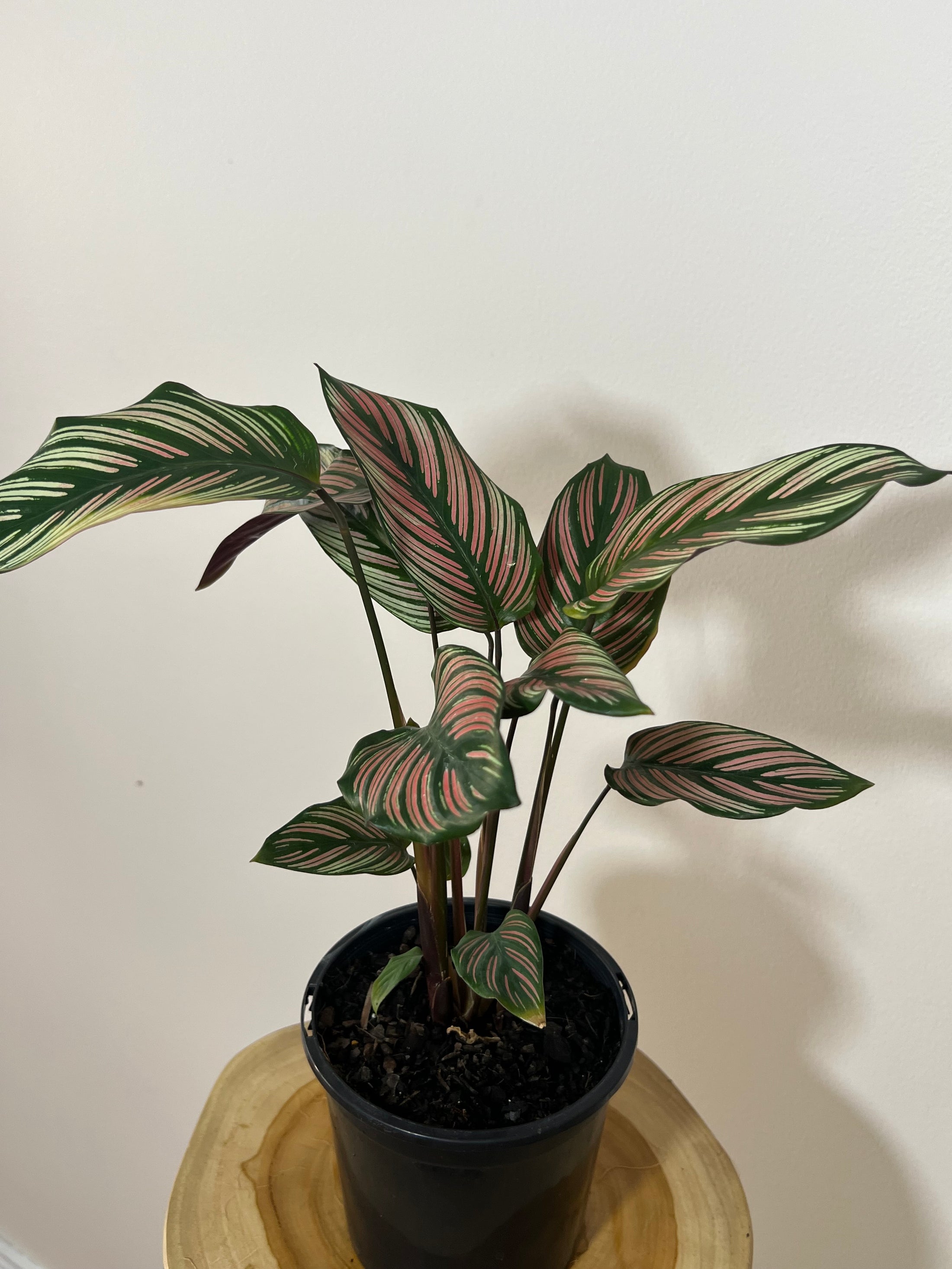 Calathea ‘ majestic’ white star