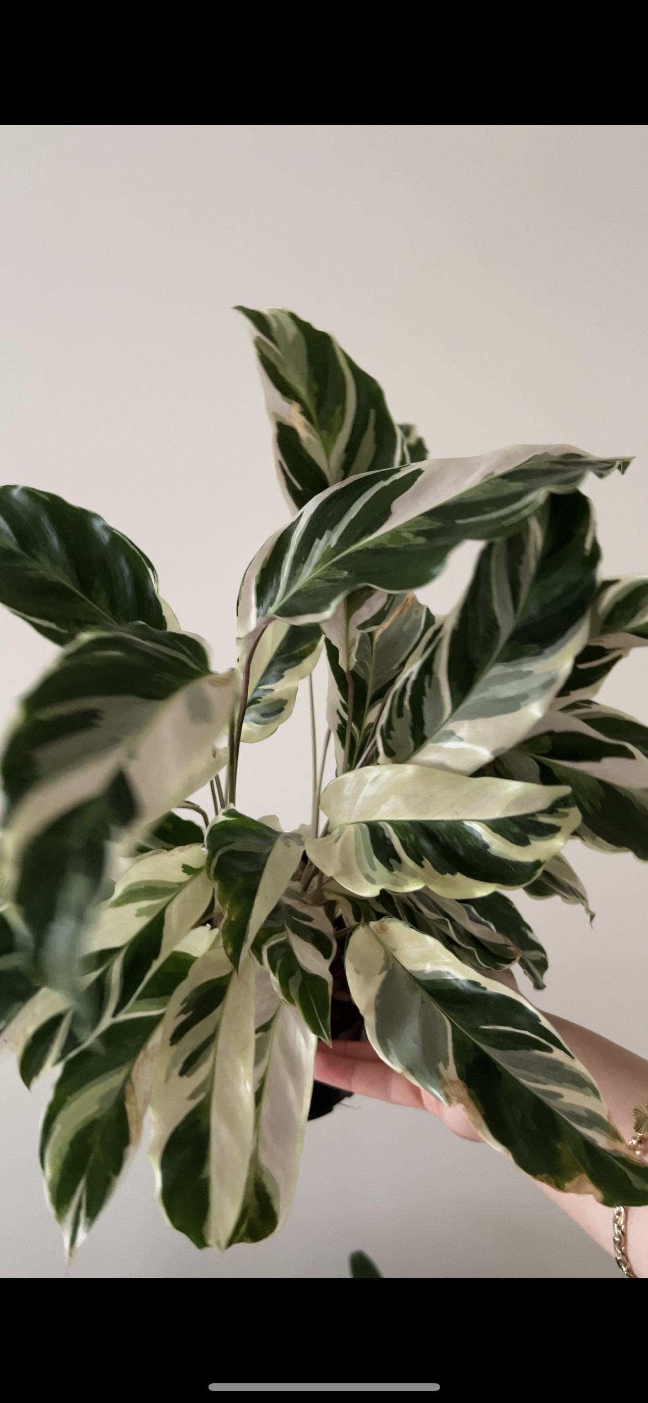 RARE - Calathea White Fusion