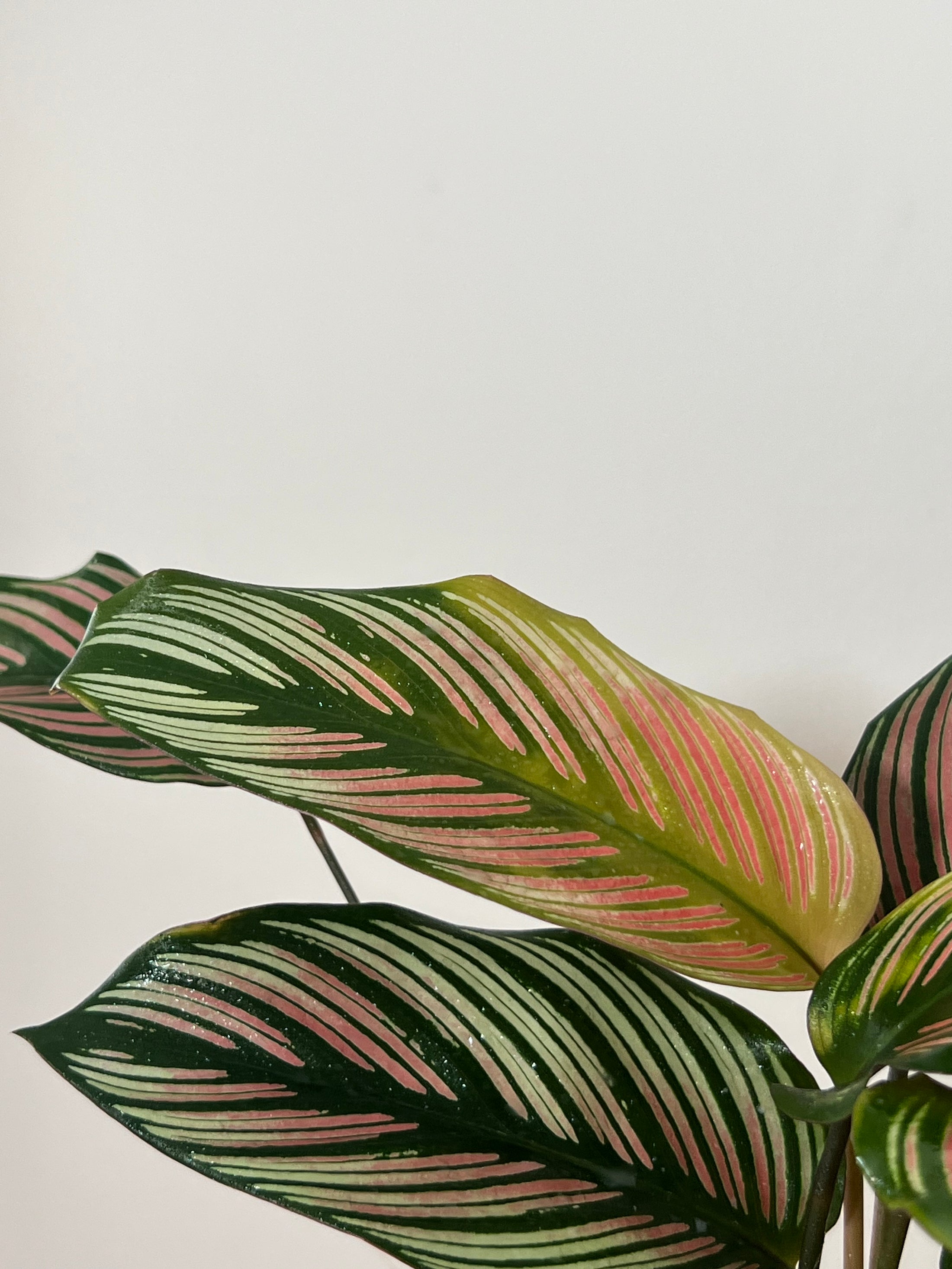 Calathea ‘ majestic’ white star