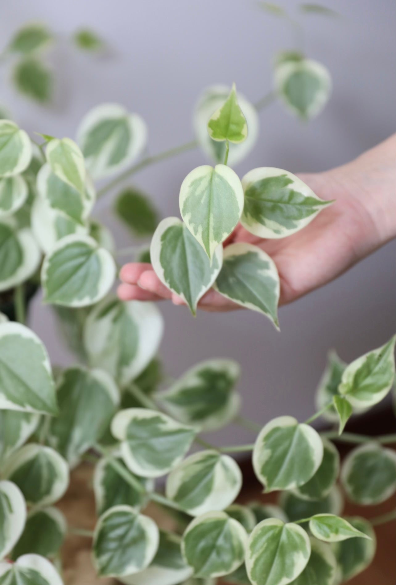 Peperomia Scandens