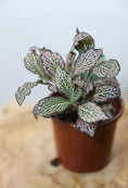 Load image into Gallery viewer, Fittonia ( Nerve plant)
