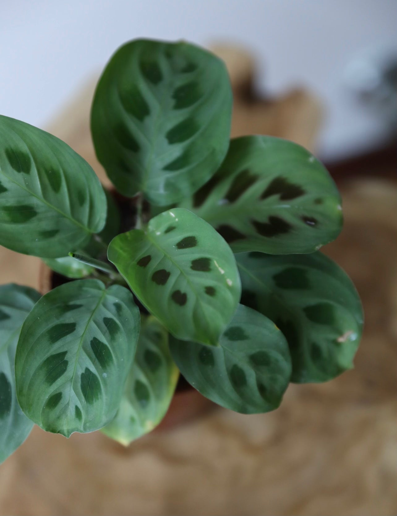 17+ Maranta Calathea Calathea Maranta – Leafy Paw