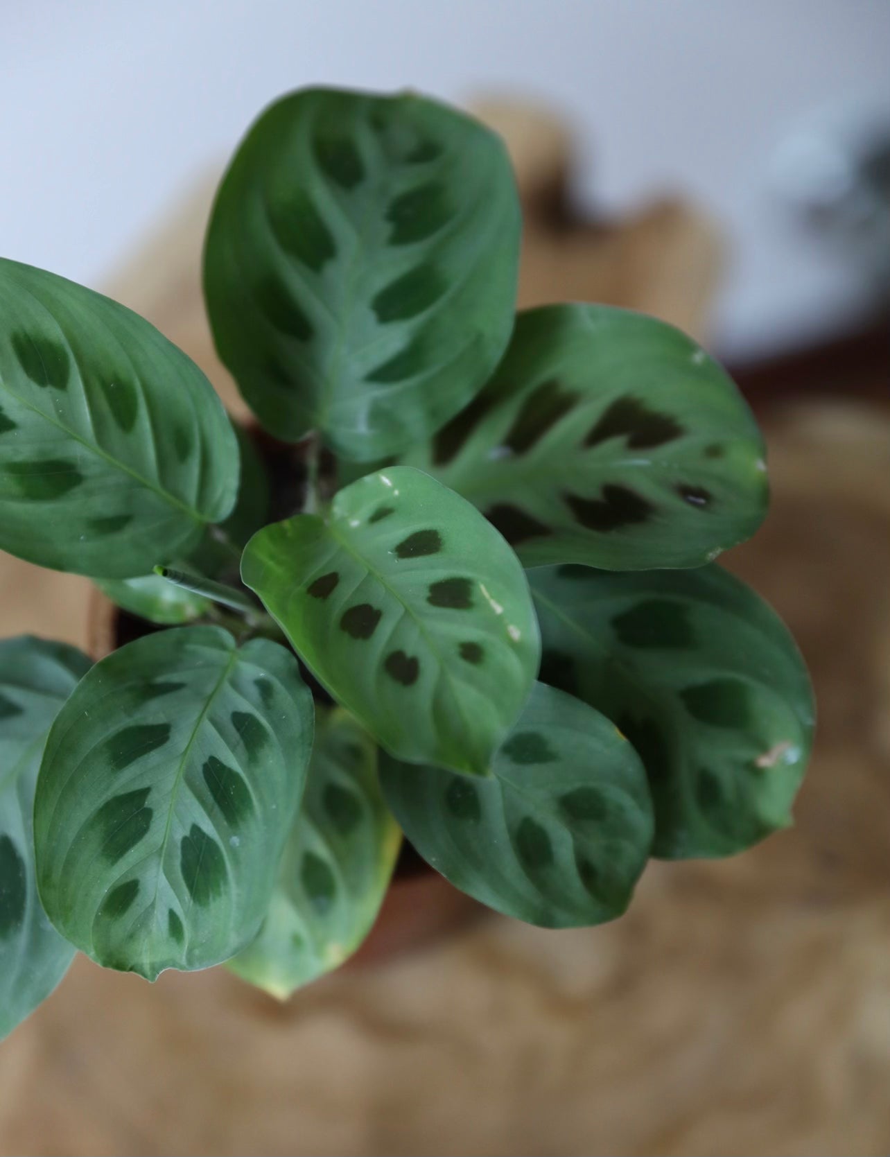 Calathea Maranta