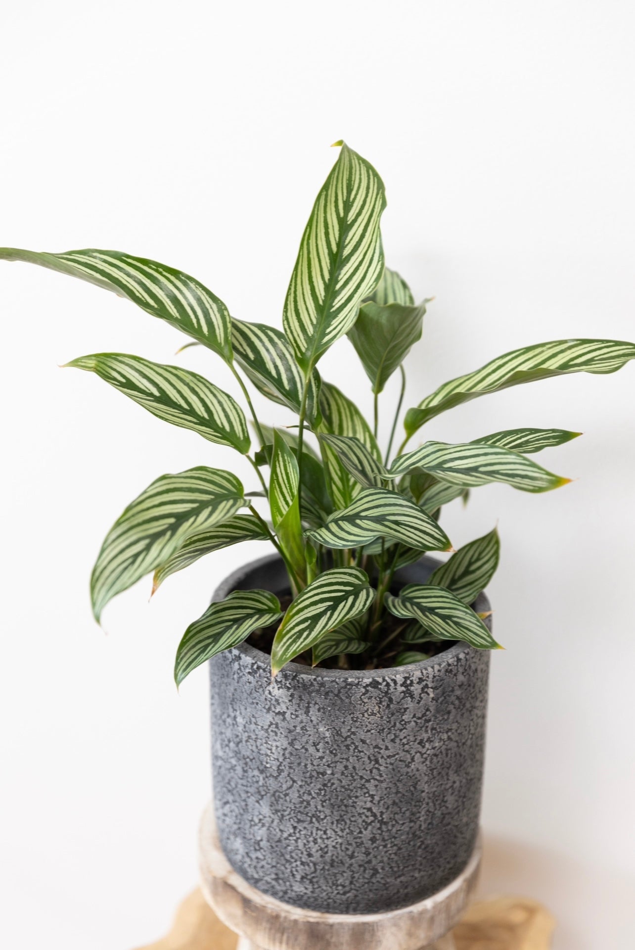 Calathea eleptica in the grey stone pot