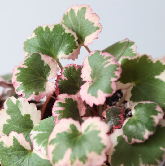 Strawberry Saxifraga