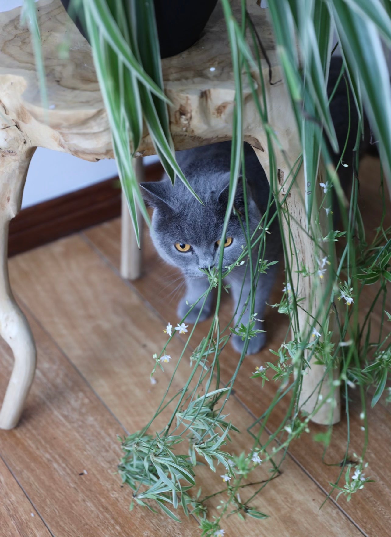 Hanging spider plant