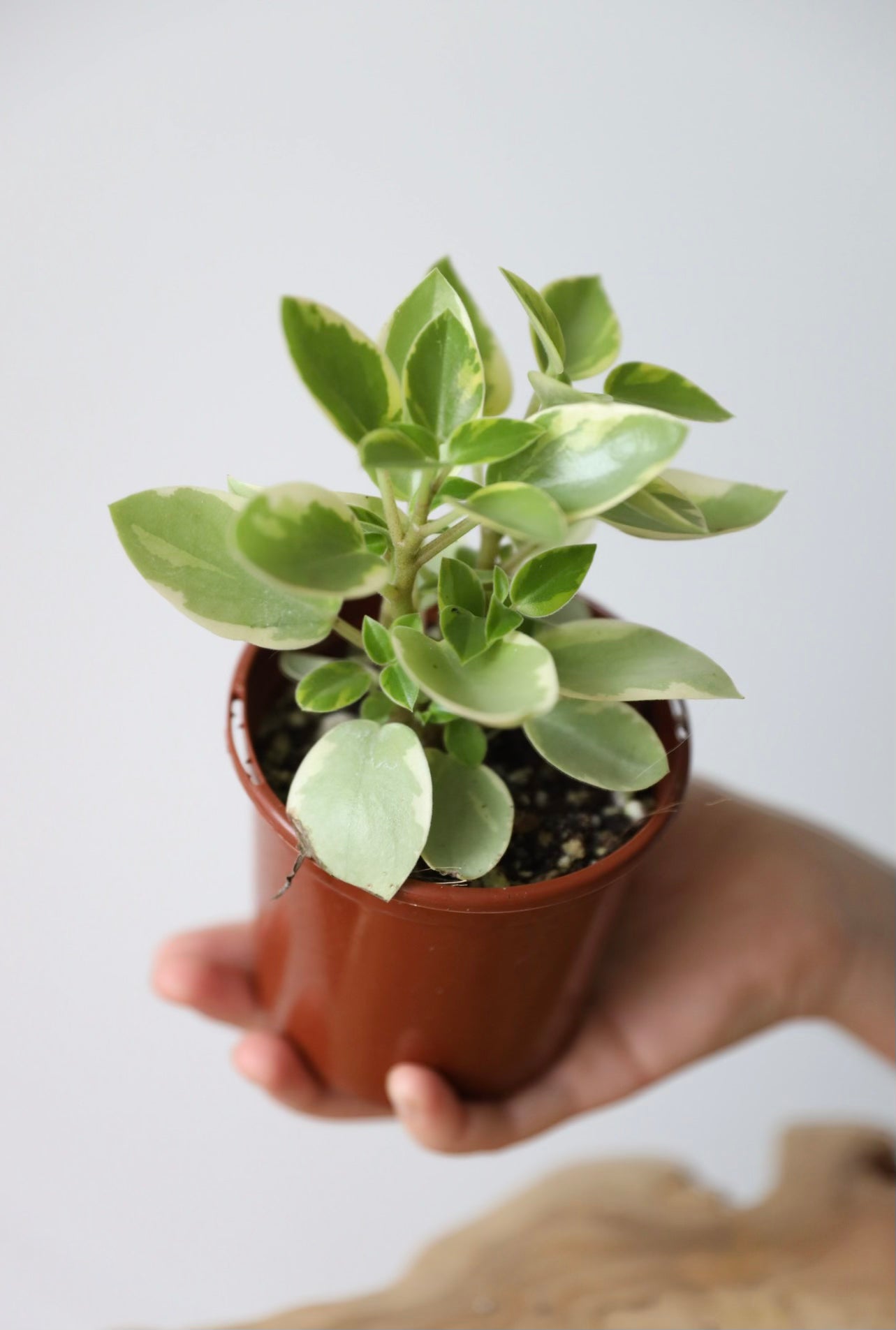 Peperomia pixie