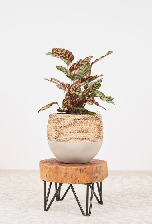 Calathea Makoyana in the small olive rope pot