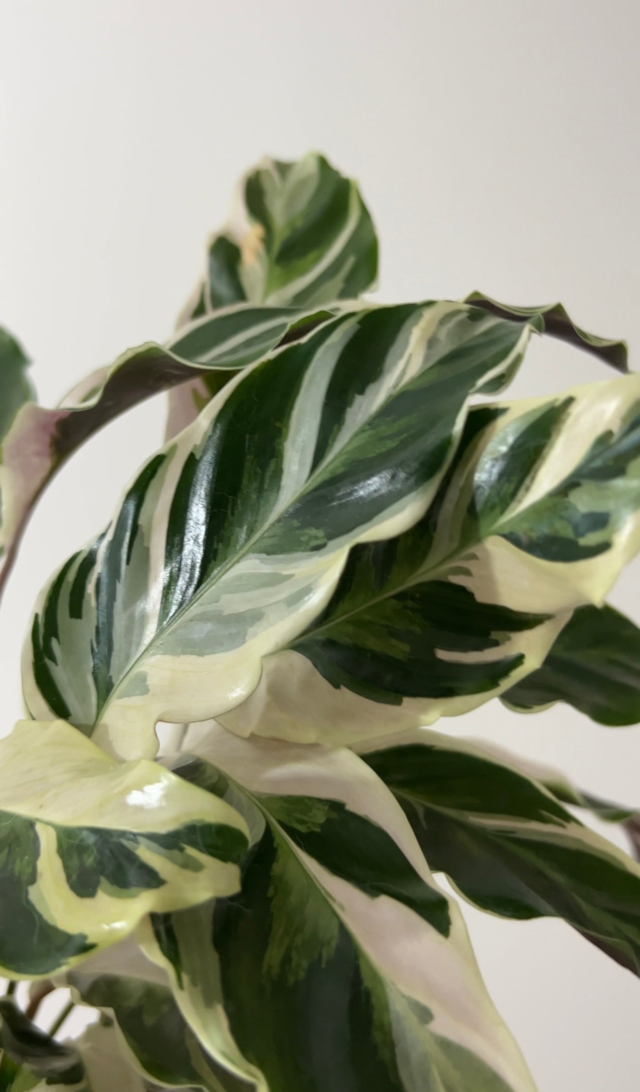 RARE - Calathea White Fusion