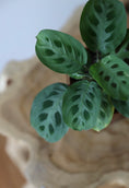 Load image into Gallery viewer, Calathea Maranta
