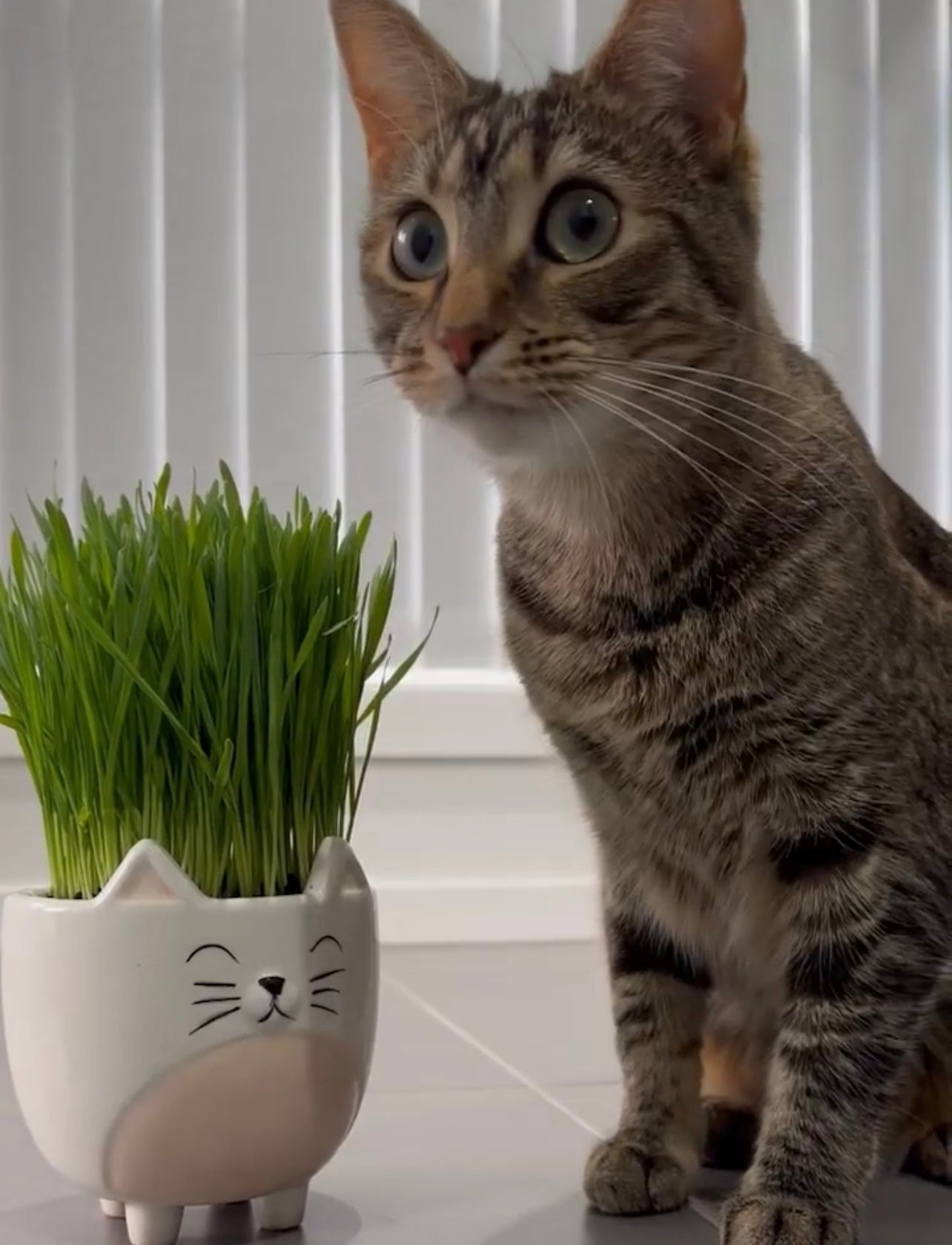 Cat grass in the cat head planter