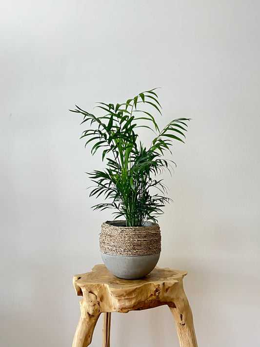 Mini parlour palm in the olive rope pot
