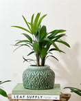 Load image into Gallery viewer, Rhapis palm in the moss tang pot
