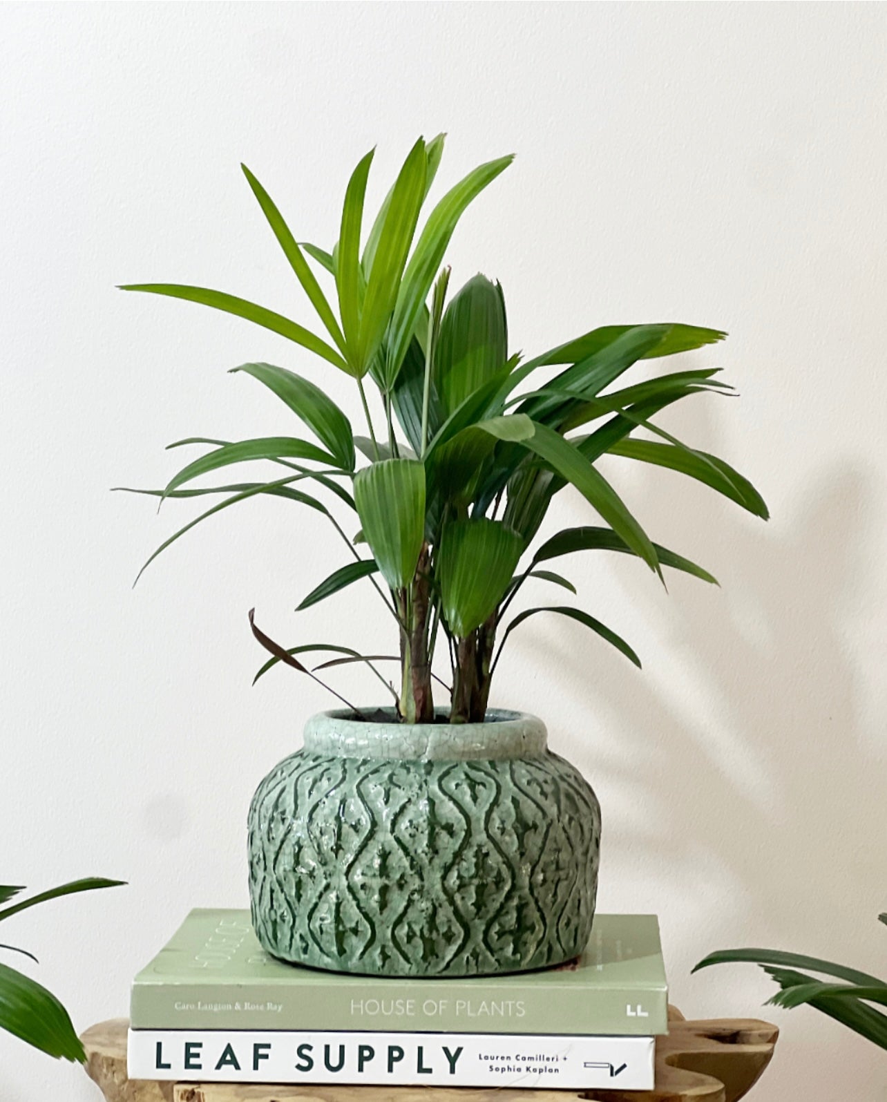 Rhapis palm in the moss tang pot