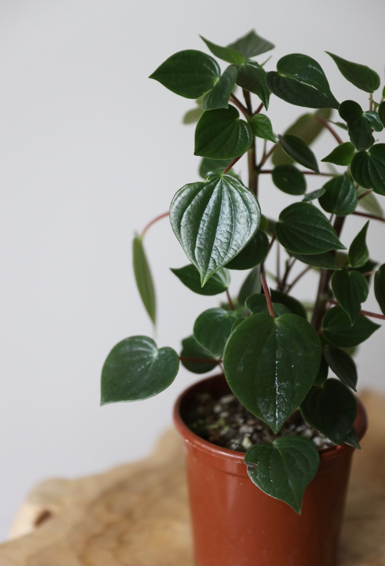 Peperomia Meridiana