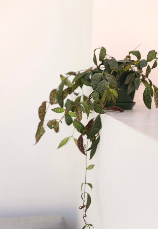 Black Pagoda (Aeschynanthus longicaulis)