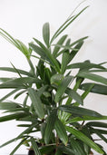 Load image into Gallery viewer, Lady Palm Plant (Rhapis Excelsa)

