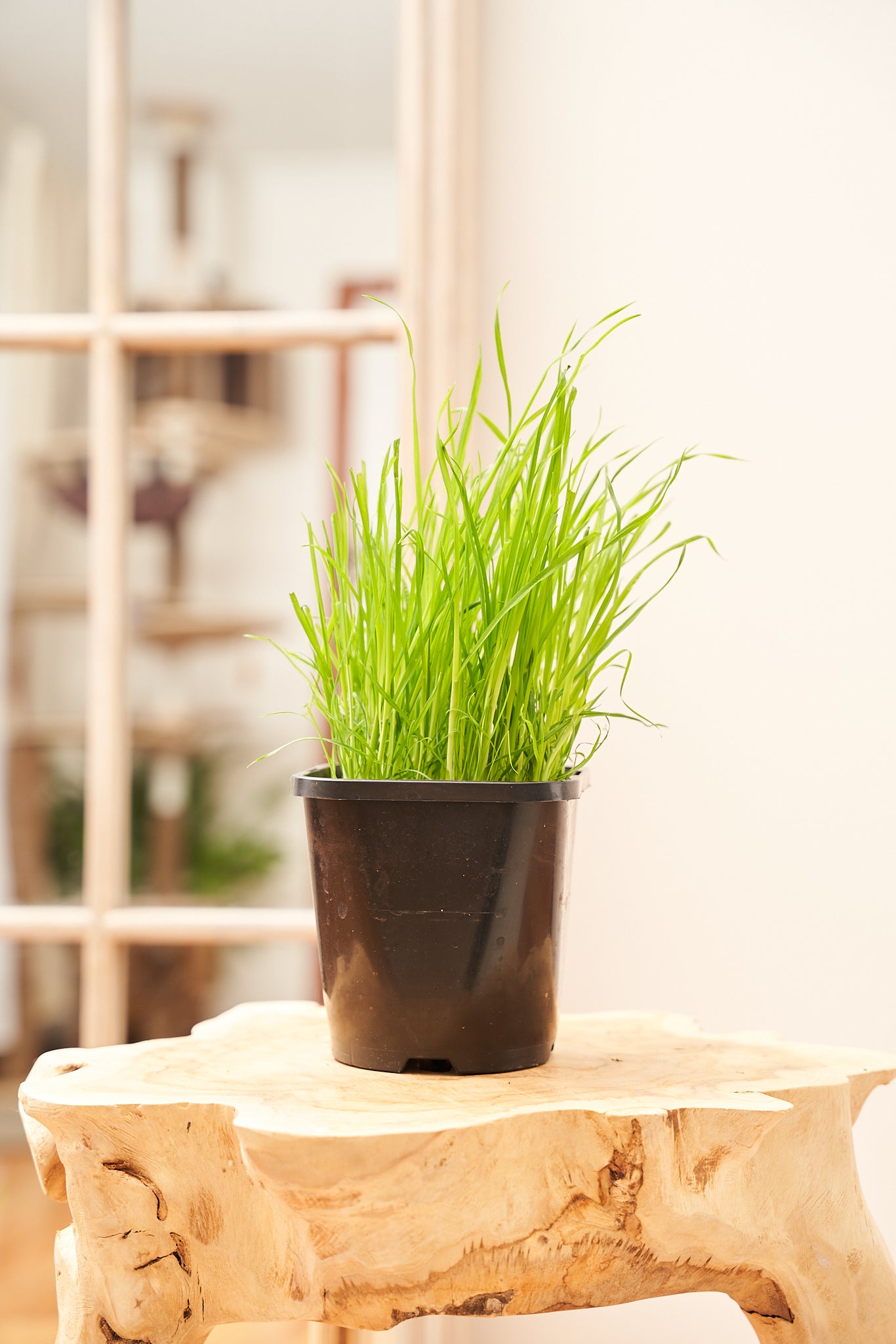 Cat grass