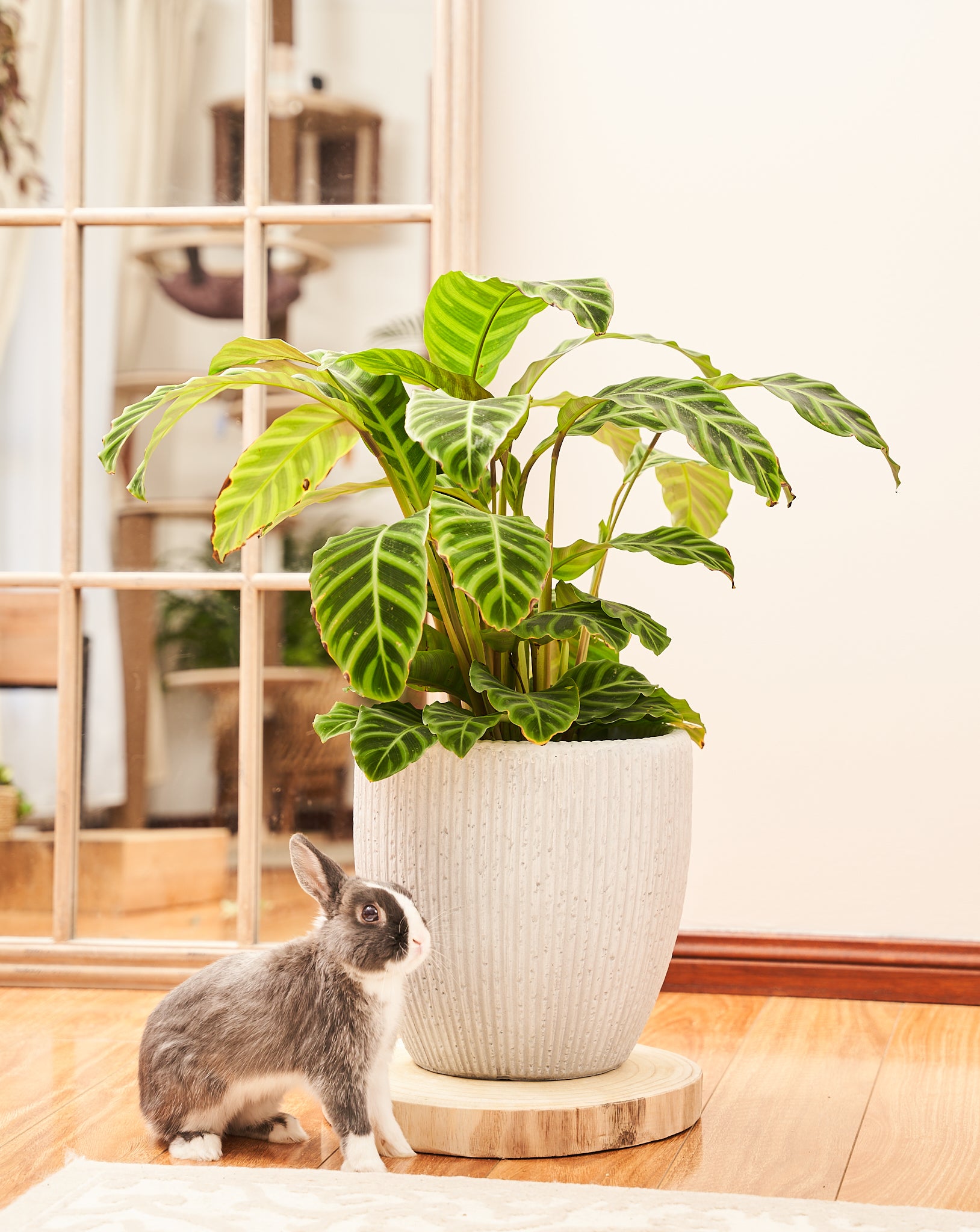 Calathea Zebrina Plant