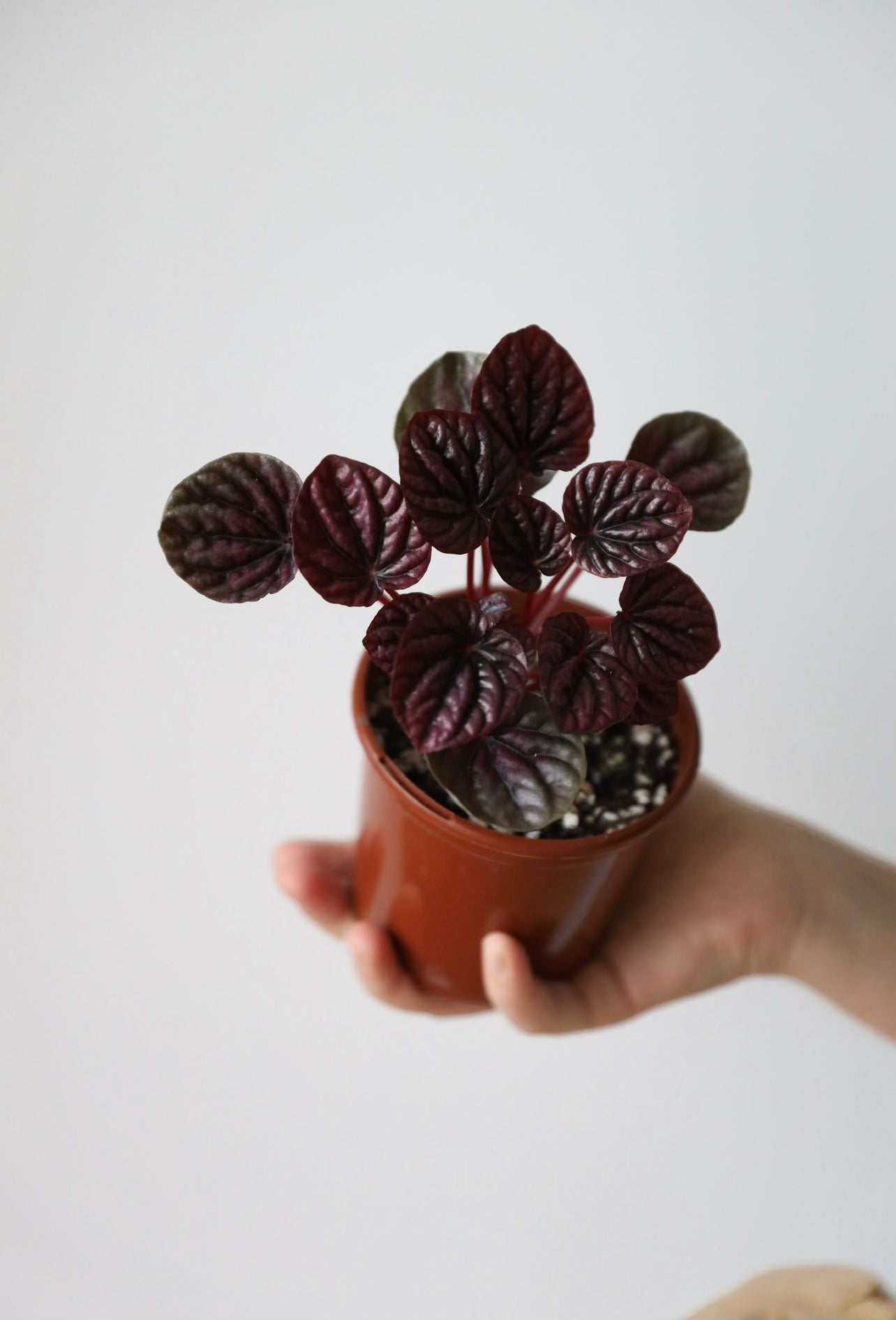 Peperomia Burgundy Ripple