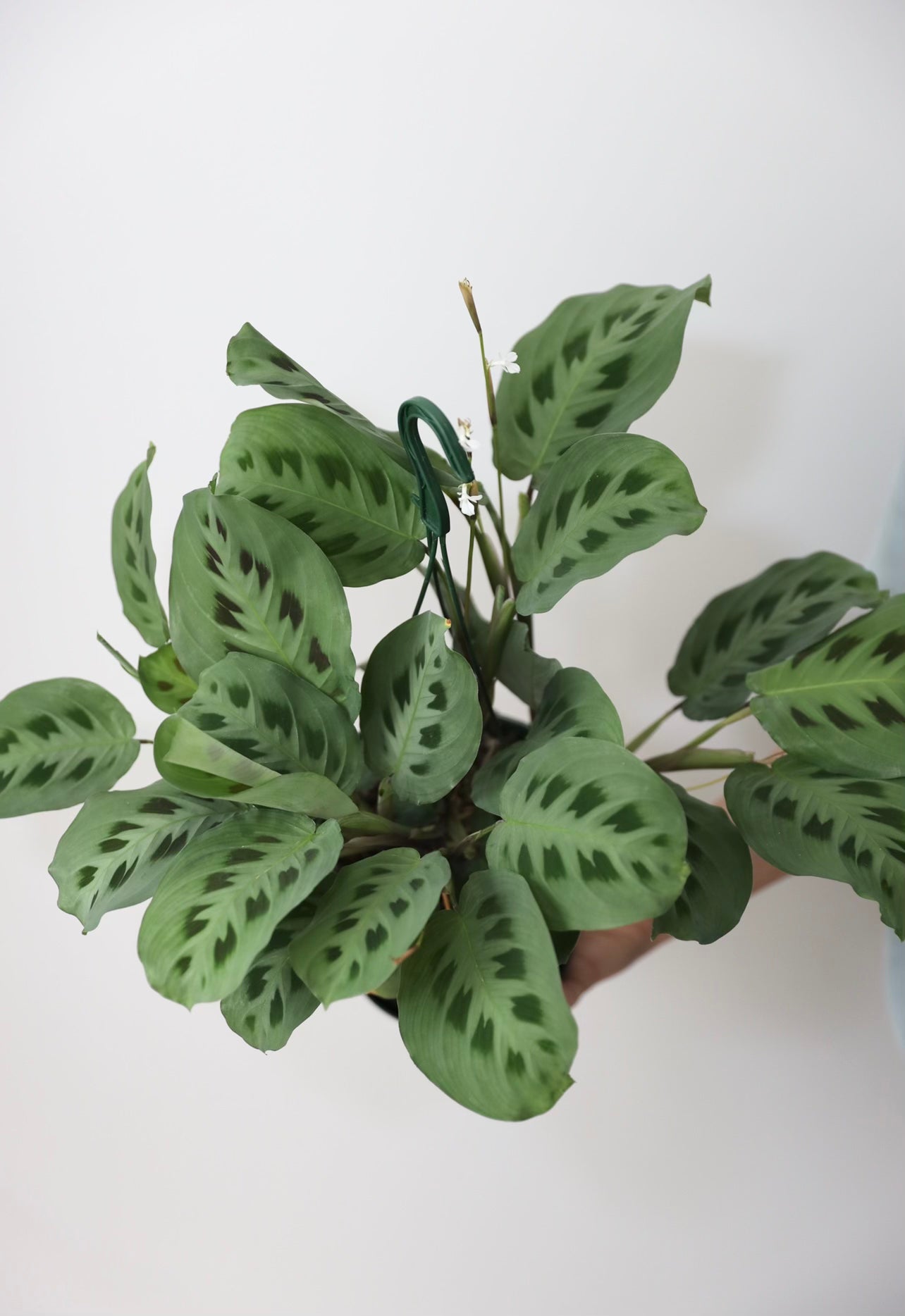 Calathea Maranta