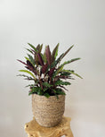 Load image into Gallery viewer, Calathea Rufibarba in the rope pot
