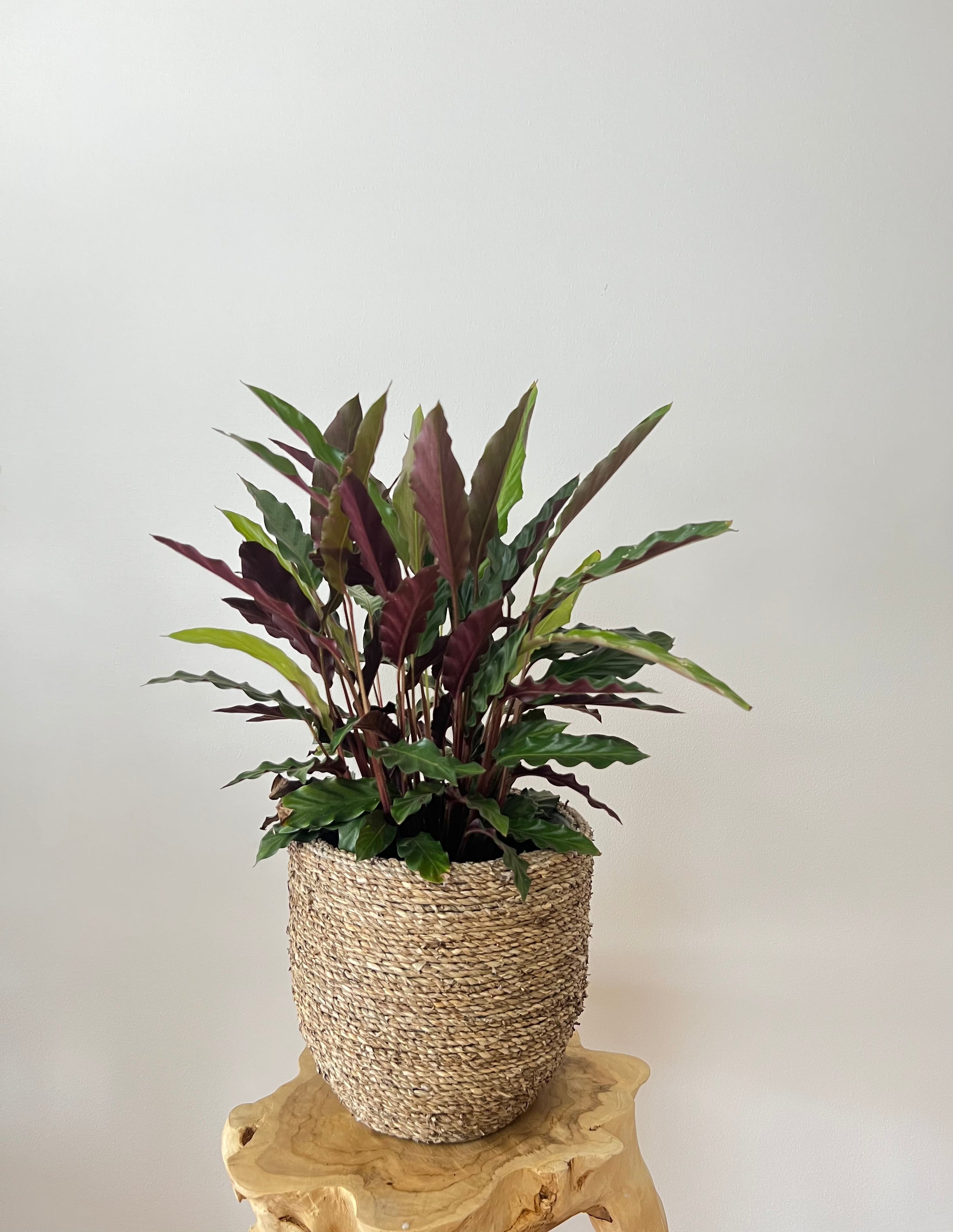 Calathea Rufibarba in the rope pot