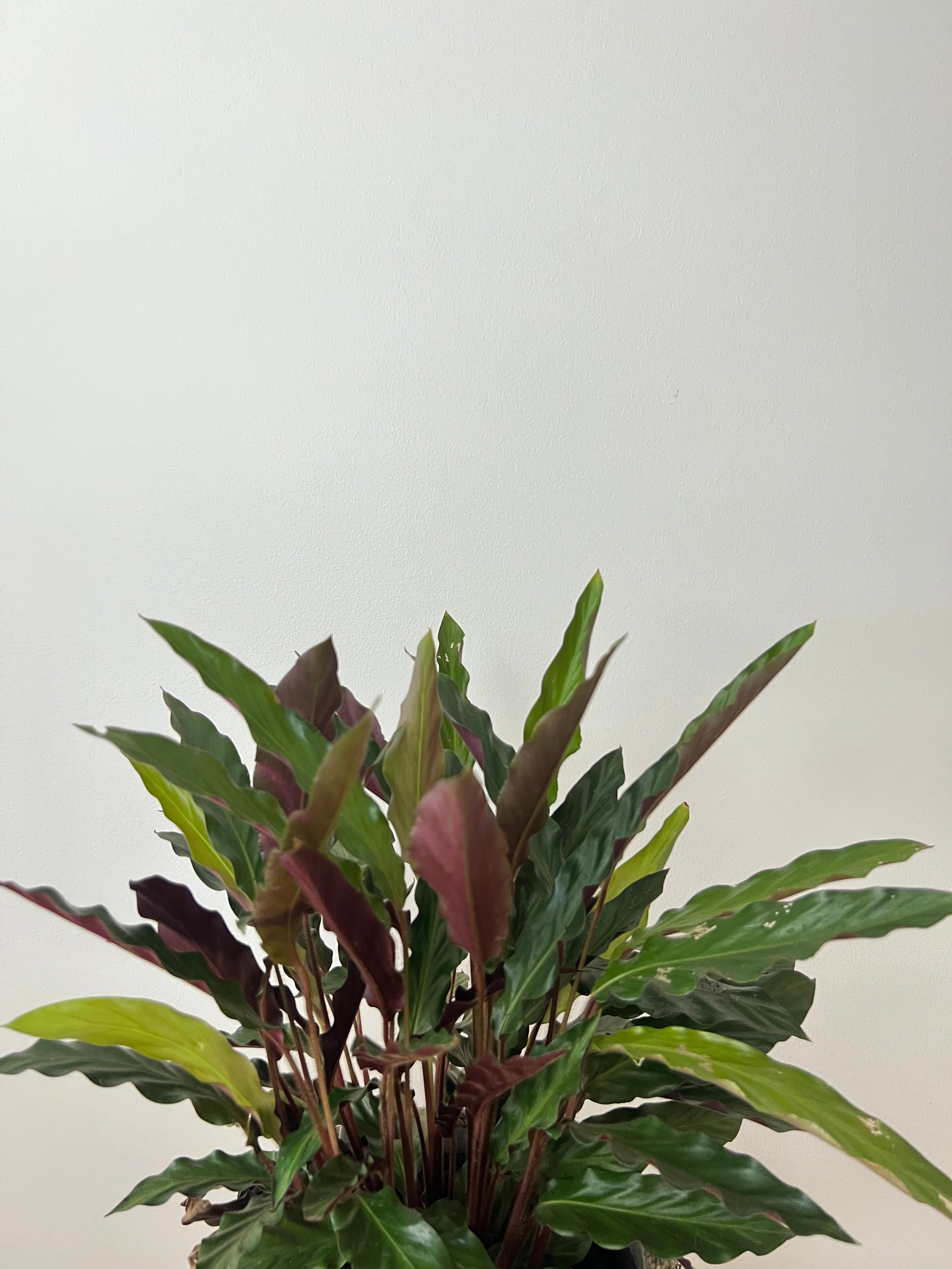 Calathea Rufibarba in the rope pot