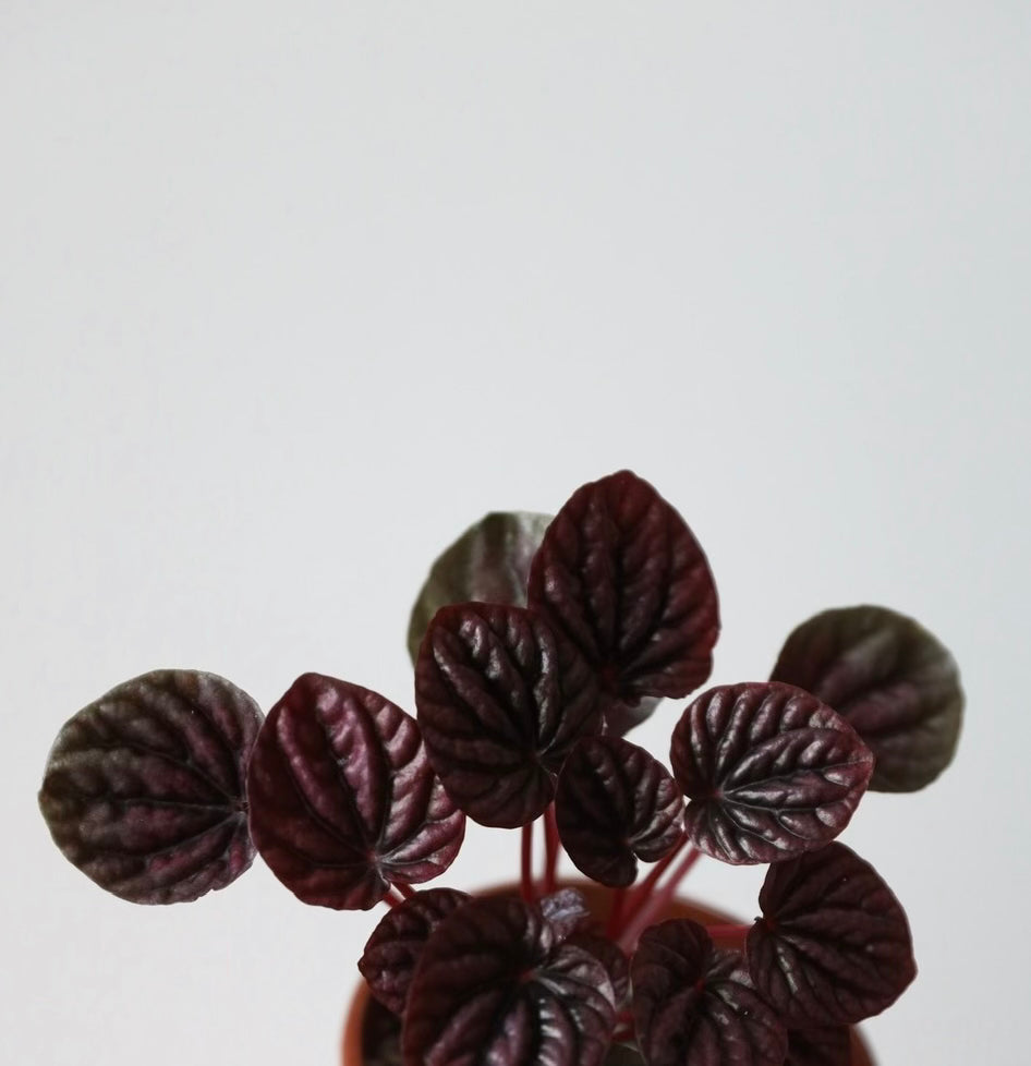 Peperomia Burgundy Ripple