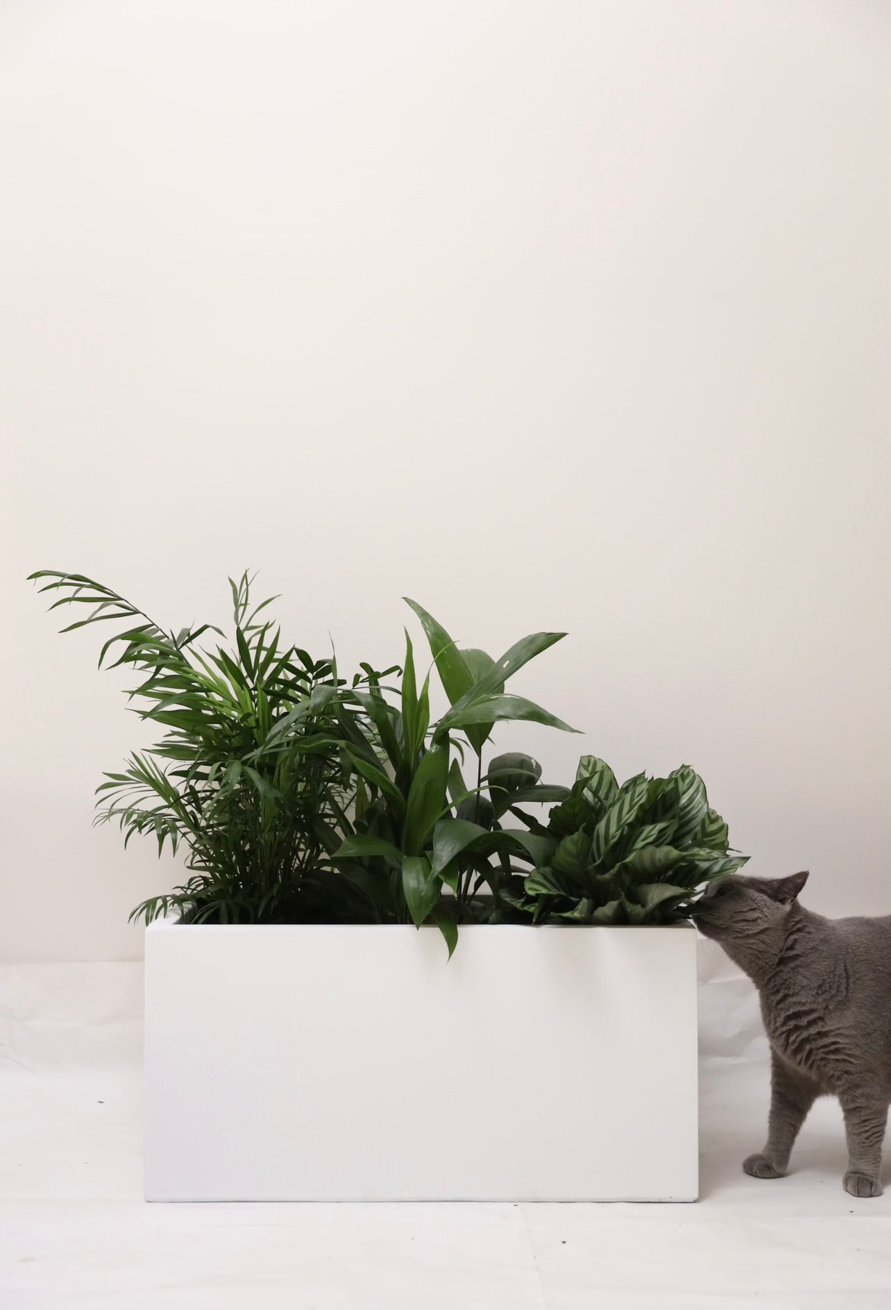 White rectangular planter