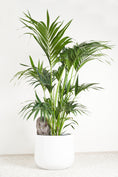 Load image into Gallery viewer, Kentia Palm Plant
