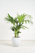 Load image into Gallery viewer, Kentia Palm Plant
