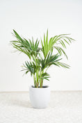 Load image into Gallery viewer, Kentia Palm Plant
